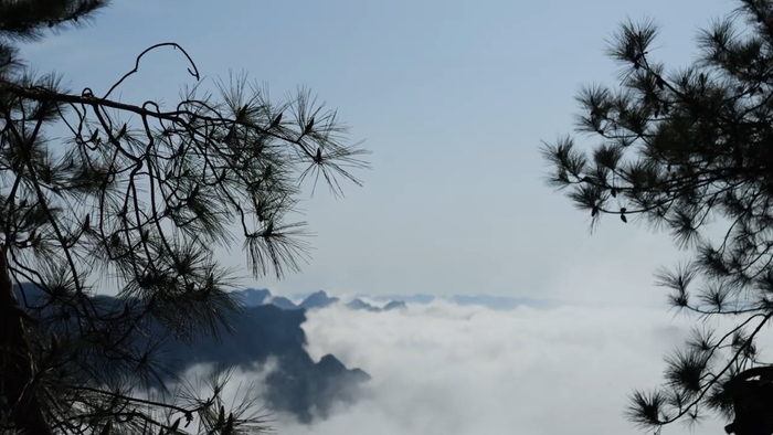 桑植高山云海壮美如画|云海_新浪新闻