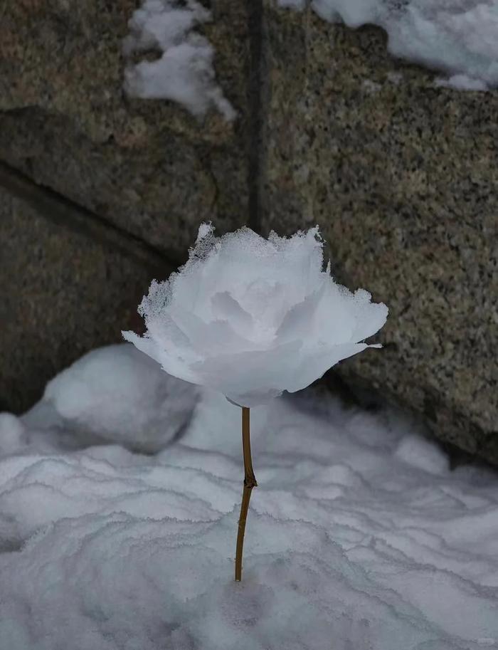 冰雪玫瑰小紫花图片