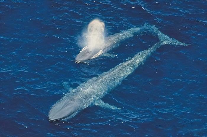秘鲁发现远古巨鲸,体形如海牛,最大体重达340吨,堪比两头蓝鲸