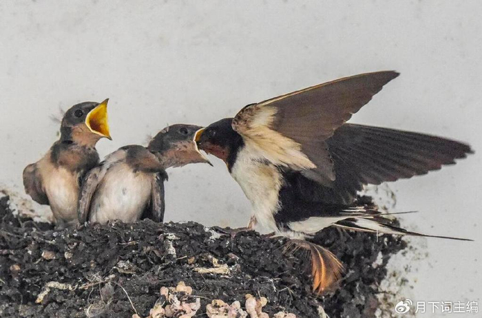 俗语:"宅子现四喜,家中出能人",你家有吗|宅子|能人|喜鹊_新浪新闻