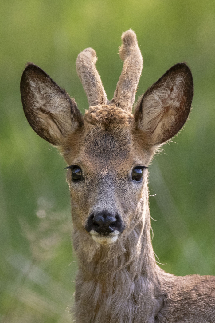 东方狍easternroedeer