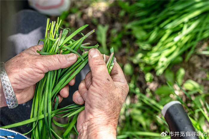 春天吃韭菜,"紫根"和"白根"差别大了!哪种好?建议多了解|韭菜_新浪新