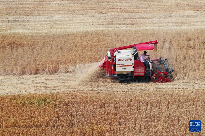 河南山东等地小麦陆续开镰收割