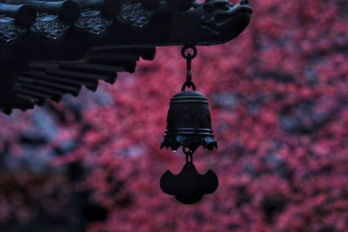 一朵两朵三四朵……湖州这座千年古刹的“六瓣”网红梅花终于有消息啦