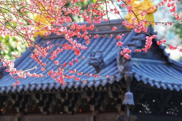 一朵两朵三四朵……湖州这座千年古刹的“六瓣”网红梅花终于有消息啦