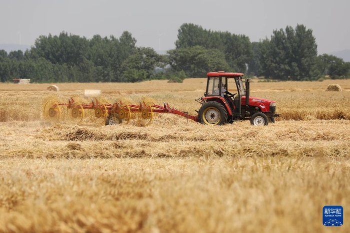 河南山东等地小麦陆续开镰收割