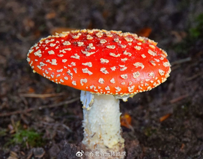鲜艳的毒蝇伞,又称毒蝇鹅膏菌,蛤蟆菌