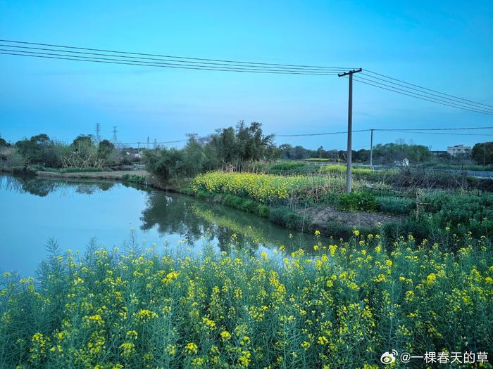 乡间,田野,小河,油菜花,麦田,池塘,夕晖