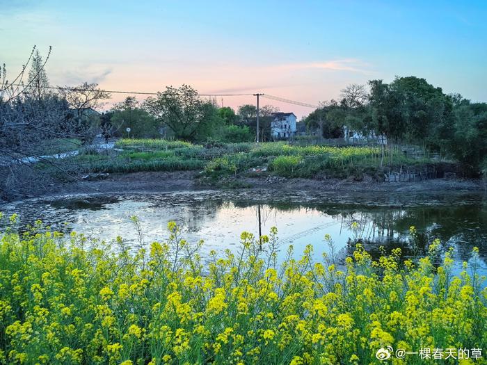 乡间,田野,小河,油菜花,麦田,池塘,夕晖