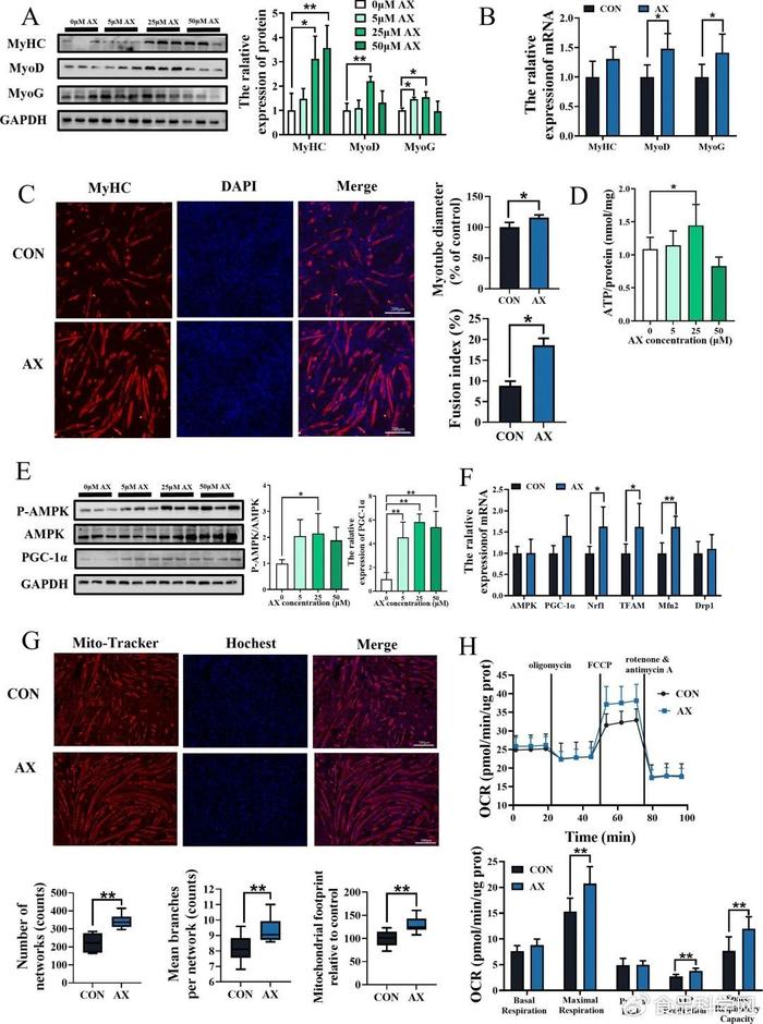 improves skeletal muscle regeneration in ctx-induced injury of