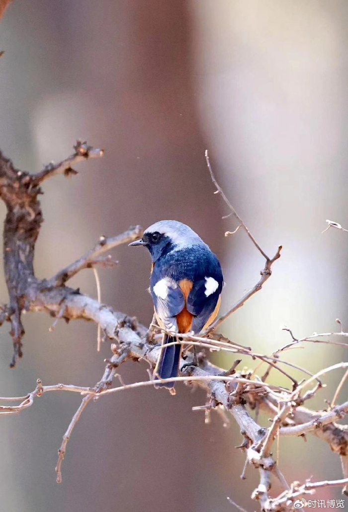 【美图】崔顺心"打鸟"摄影作品|摄影|鸟类|摄影师_新浪新闻