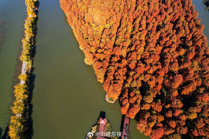 航拍的泰州興化李中水上森林景色