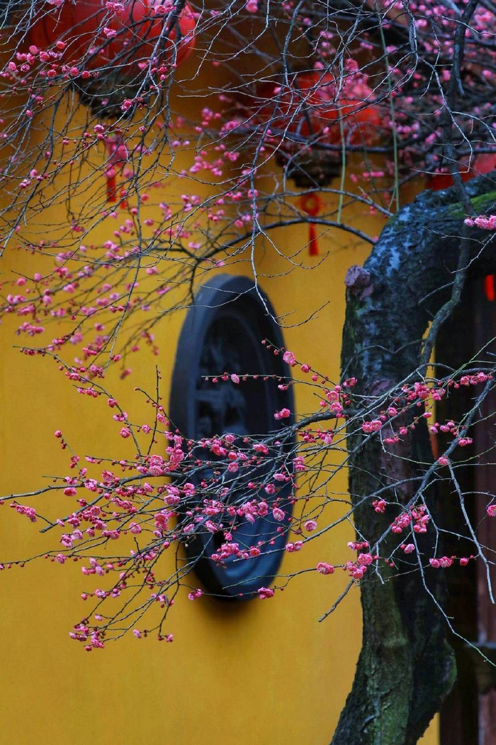 一朵两朵三四朵……湖州这座千年古刹的“六瓣”网红梅花终于有消息啦