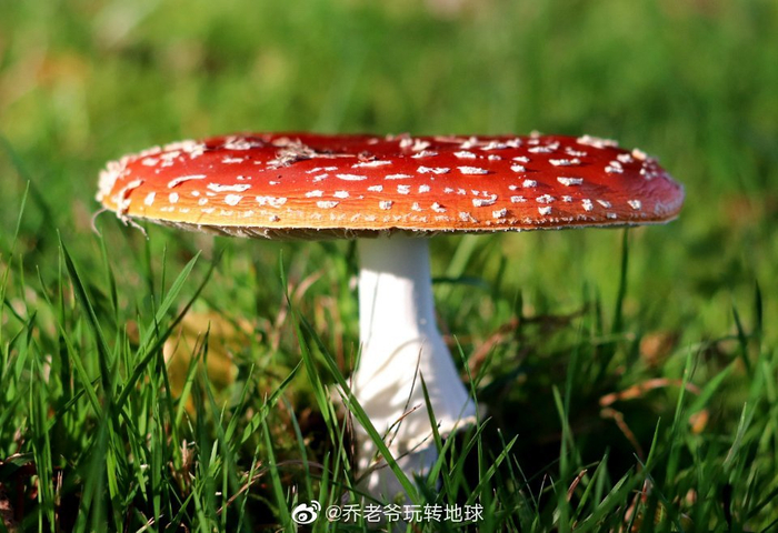鲜艳的毒蝇伞,又称毒蝇鹅膏菌,蛤蟆菌