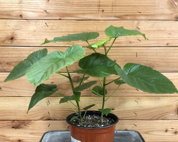 叶子像超大爱心的伞榕,室内有适当光照就能养好|爱心|光照|枝条_新浪