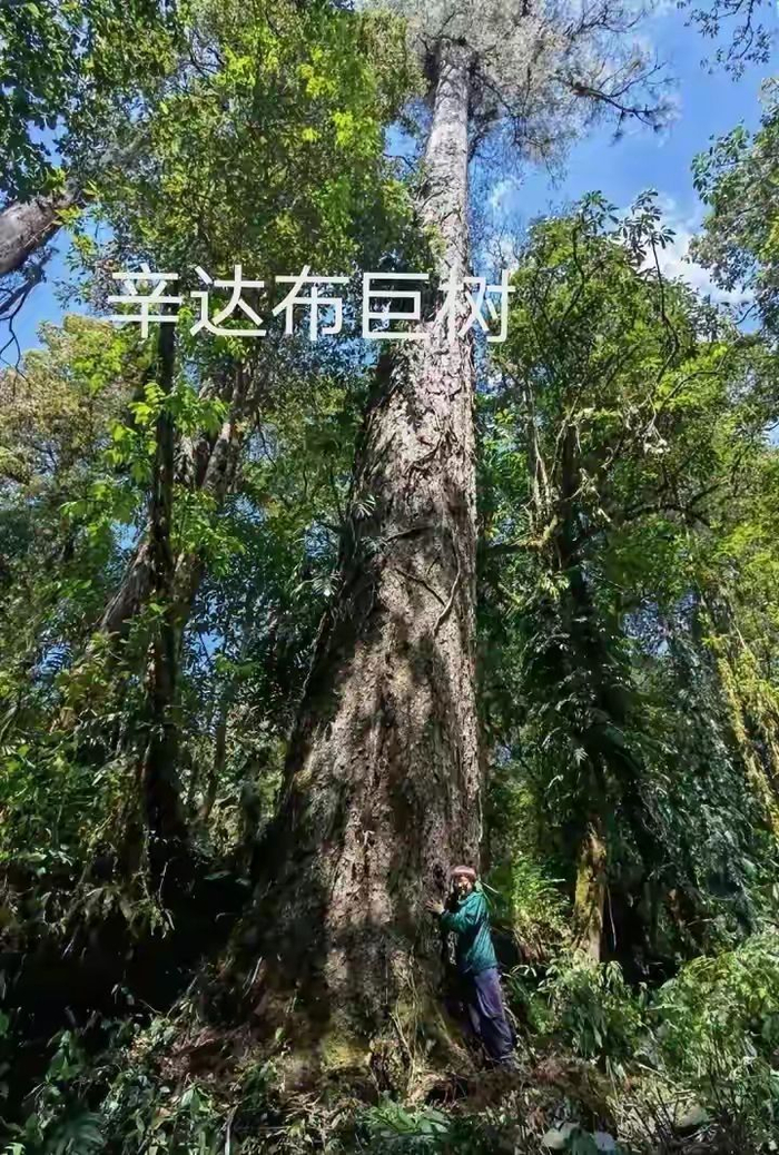 既是中国最高树,也是亚洲最高树!这棵超百米高巨树的等身照来了|云南省|西藏自治区|西藏|树木|无人机_新浪新闻