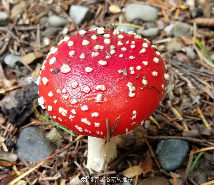 鲜艳的毒蝇伞,又称毒蝇鹅膏菌,蛤蟆菌