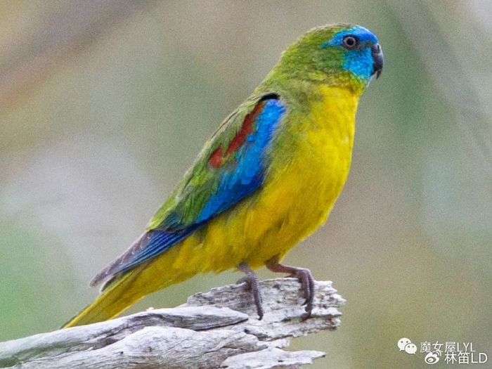 澳大利亚特产地鹦鹉——绿松石鹦鹉|桉树|鹦鹉|绿松石_新浪新闻