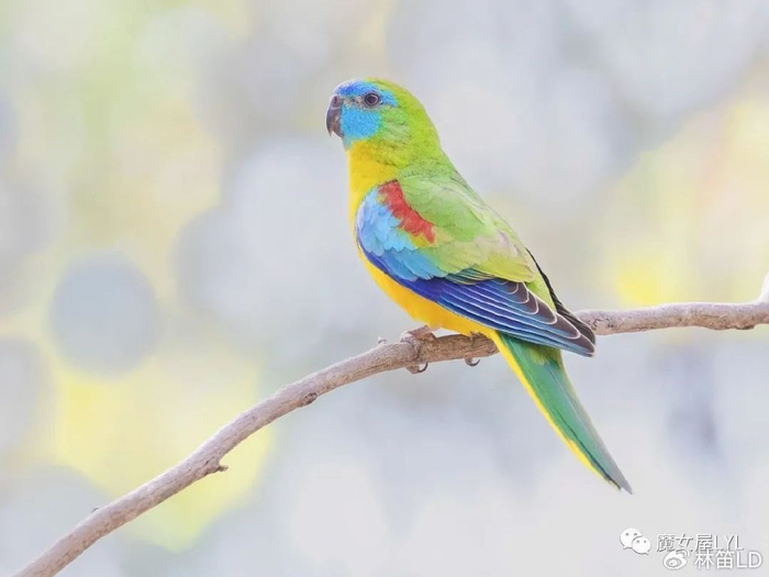 澳大利亚特产地鹦鹉绿松石鹦鹉