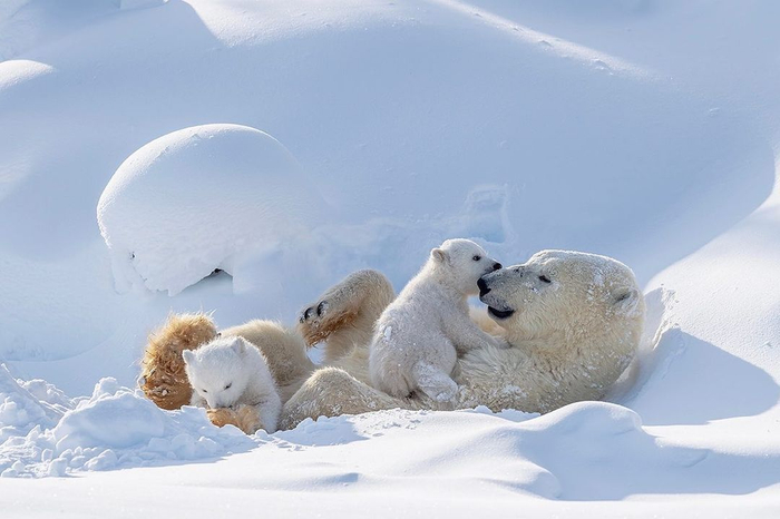 可爱的北极熊一家摄影丨haojiang