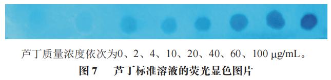 氨基酸和酚酸類及槐米中存在的黃酮類化合物對蘆丁熒光顯色斑點的影響