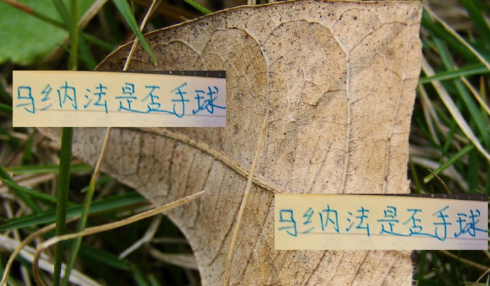 还是被山泰山申诉 申花马纳法那个争议动作 官方居然给不出答案