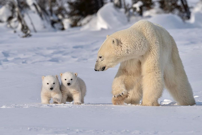 可爱的北极熊一家摄影丨haojiang