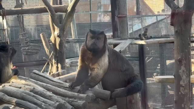 果然视频国字脸戴帽子济南市动物园住着一群网红猴子