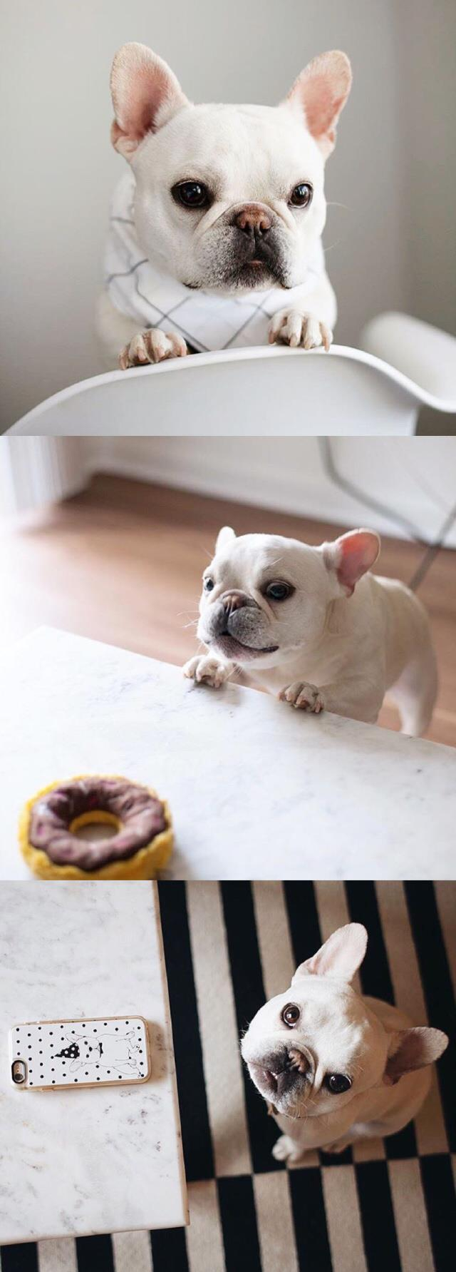 蠢萌小法斗的日常