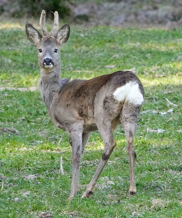 东方狍easternroedeer