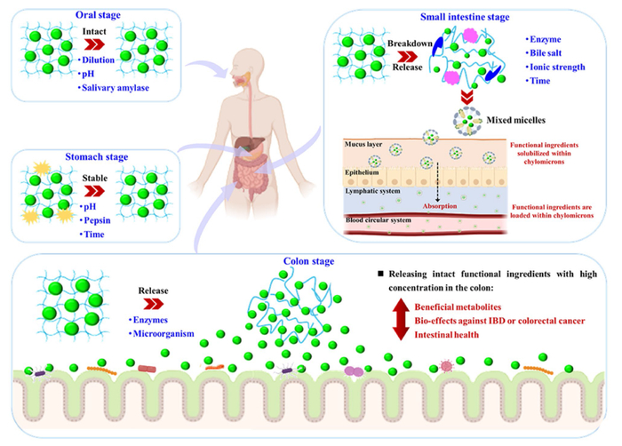 河北省食品检验研究院张岩研究员:精准营养中食品功能