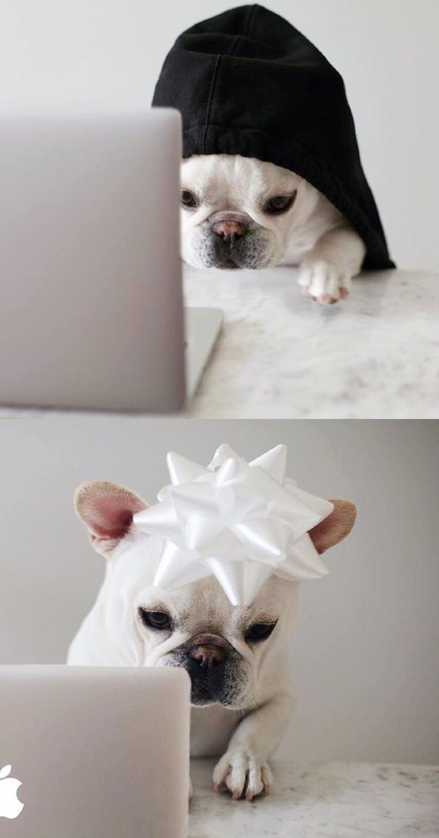 蠢萌小法斗的日常