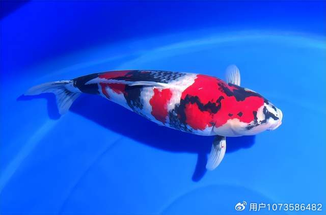 广东佛山:全国顶尖锦鲤在南海花博园选美|南海|锦鲤|花博园_新浪新闻