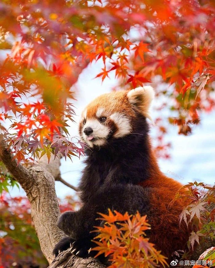 被树上的小熊猫可爱到了