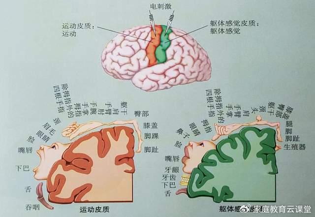 大脑控制区域图图片