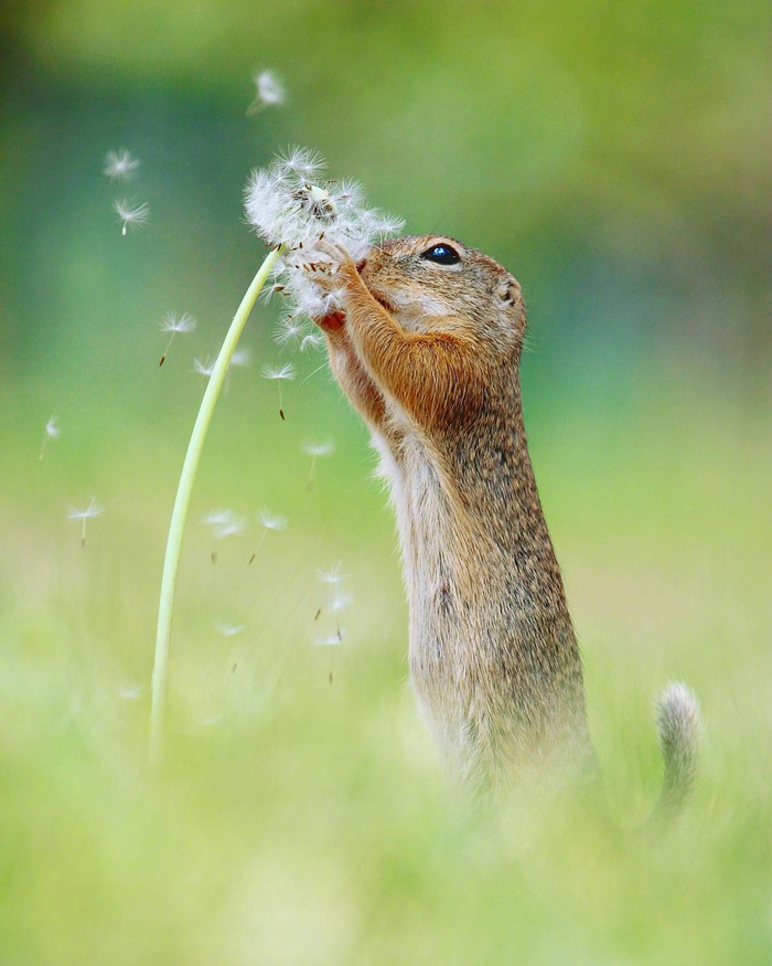 摄影师镜头下闻花的小可爱