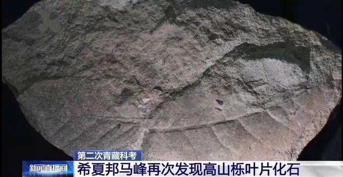 认为是由于喜马拉雅山的隆升,把当时的化石带到了海拔6000米的高度,并