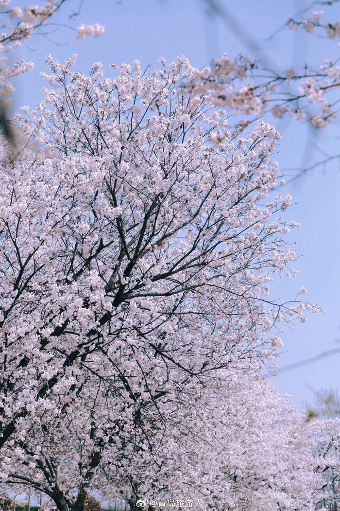 樱花树壁纸手机图片