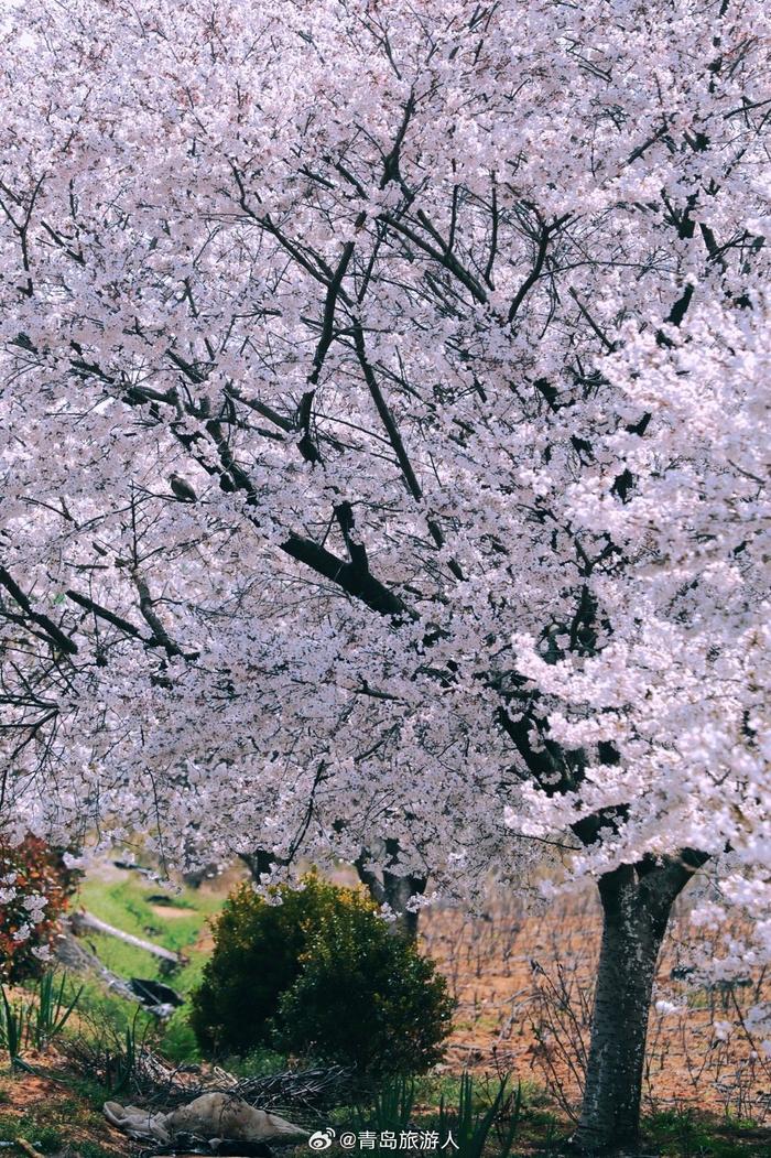 樱花树真实图片浪漫图片