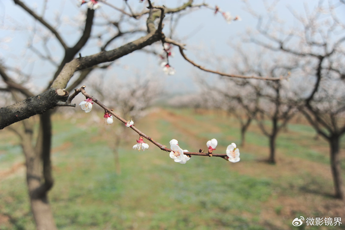 湖北襄阳襄城渐觉风光好红杏枝头春意闹