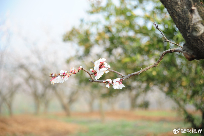 湖北襄阳襄城渐觉风光好红杏枝头春意闹