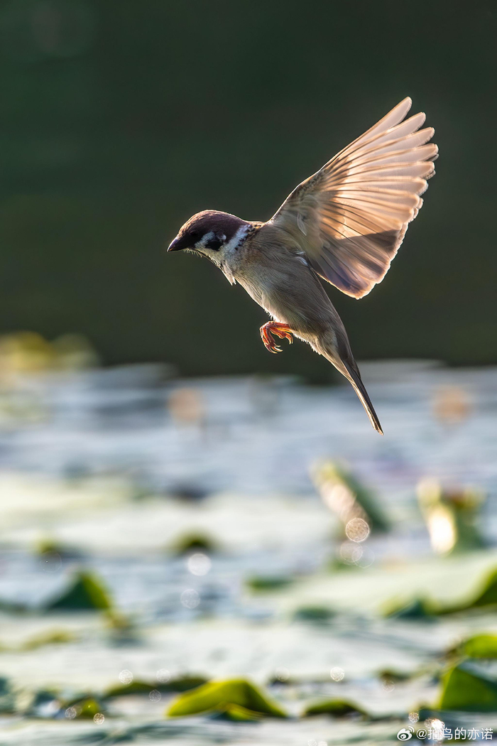 麻雀(passer montanus) 为朋友找的几张麻雀图片