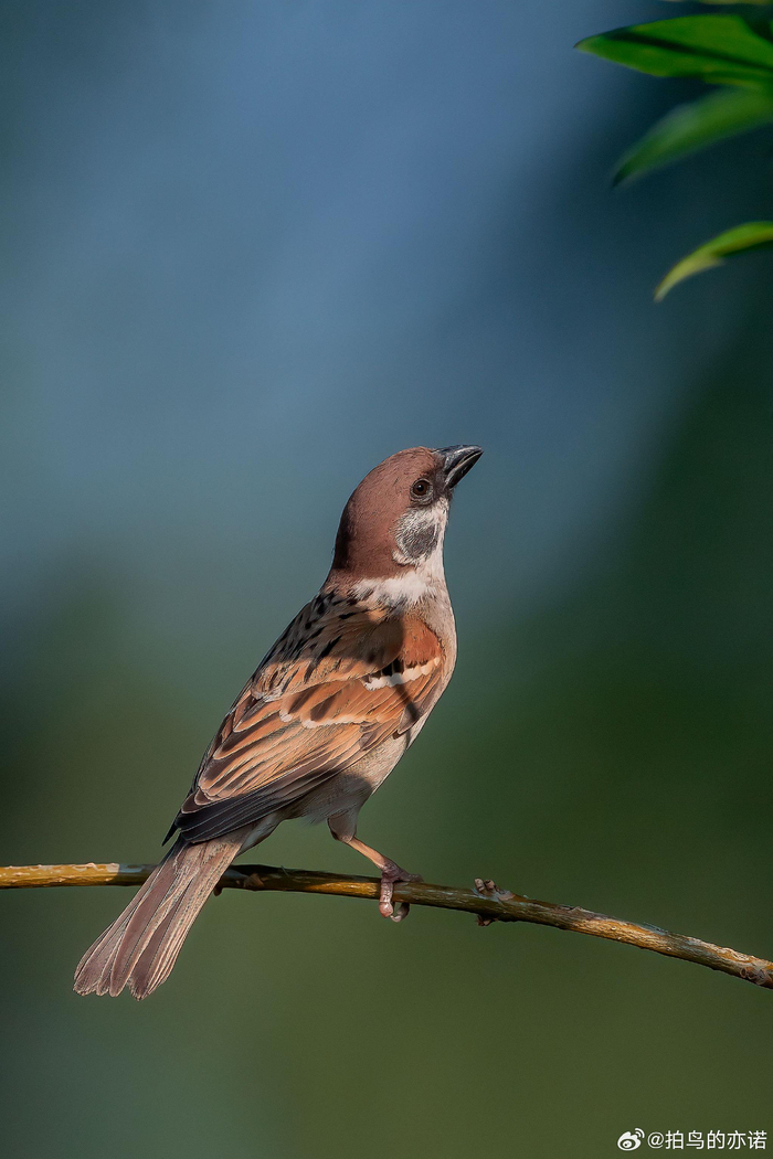 麻雀(passer montanus) 为朋友找的几张麻雀图片
