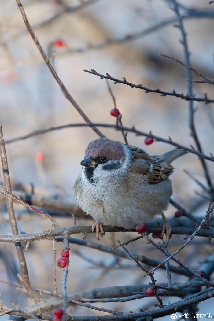 麻雀(passer montanus) 为朋友找的几张麻雀图片