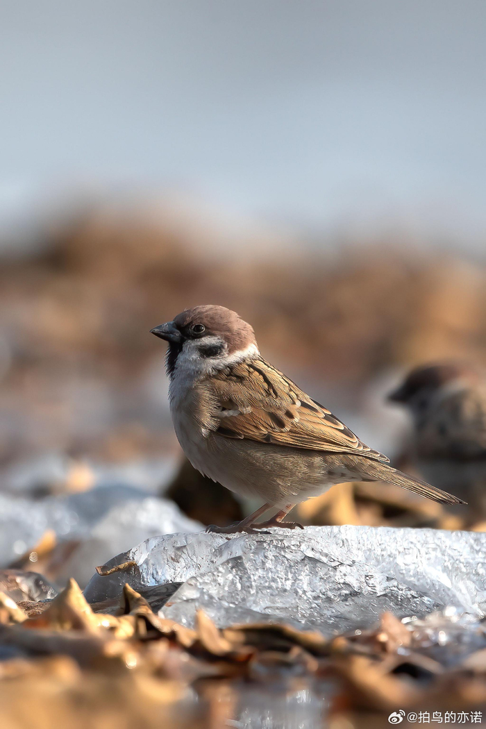 麻雀(passer montanus) 为朋友找的几张麻雀图片