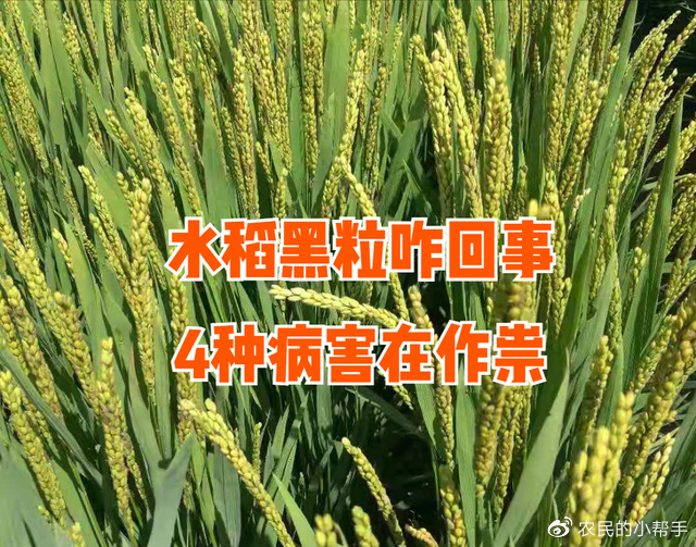 水稻出现大片黑粒咋回事?掌握4种农业病害,稻谷产量高、品质好