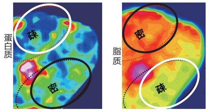 髮際線_新浪新聞