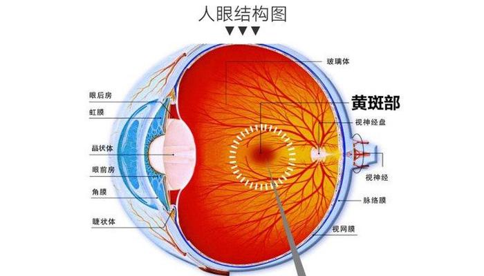 年纪大老花眼 要小心眼底黄斑病变