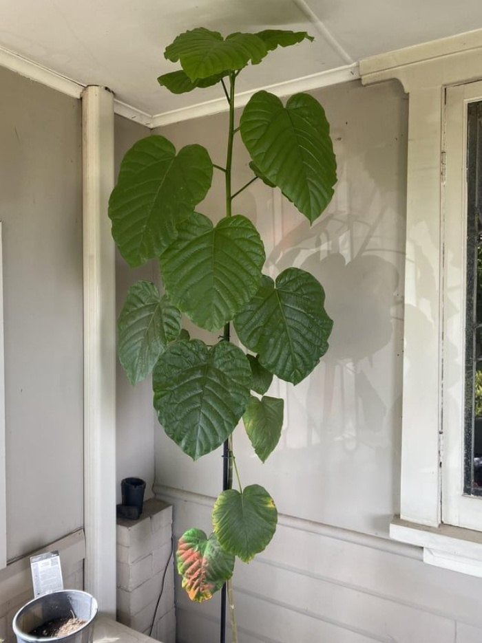 叶子像超大爱心的伞榕,室内有适当光照就能养好|爱心|光照|枝条_新浪