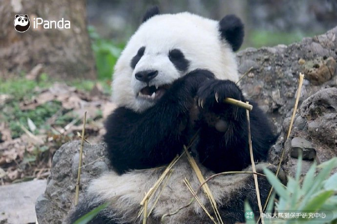 壁纸 大熊猫 动物 690_460